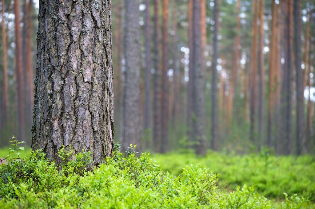Bilberry and Pine Bark Extracts