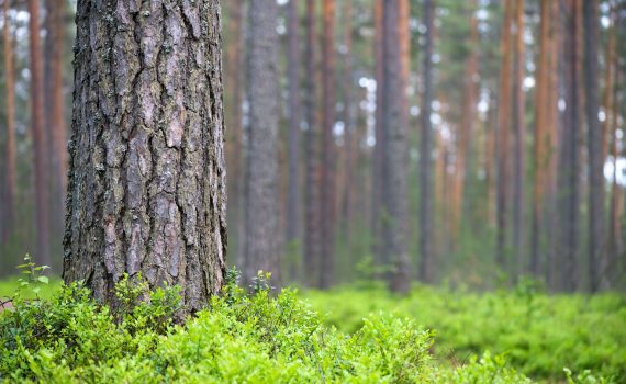 Bilberry and Pine Bark Extracts